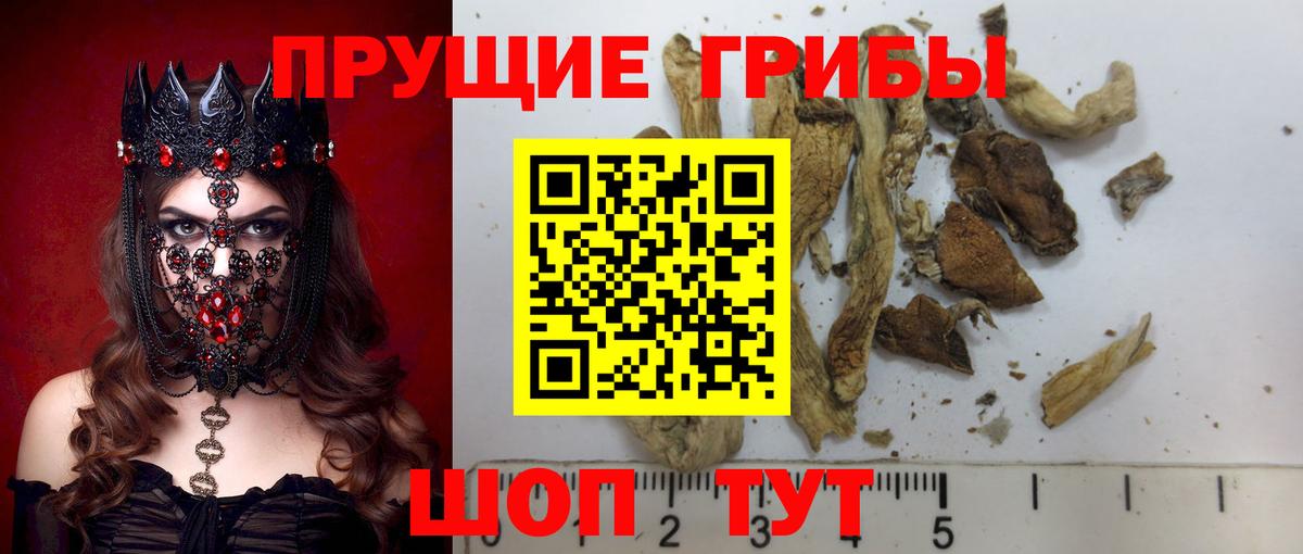 Камышин  Псилоцибиновые грибы Magic Shrooms  Вход с VPN 